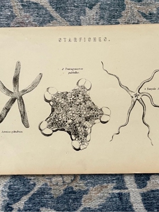 Other - Vintage Starfishes Scientific Wall Art Print - Beige and Black
